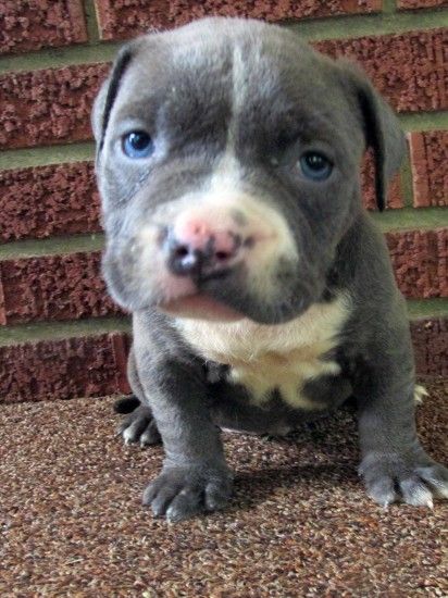 1899x2533 ... pitbull dog google search pinterest red wallpaper wallpapers  browse red baby blue