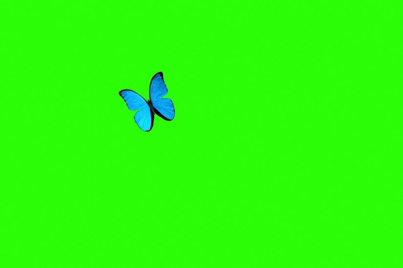 Morpho Menelaus Blue Butterfly Flying on a Green Background. Beautiful 3d  animation. 4K Motion Background - Storyblocks Video