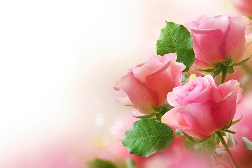 Wallpapers For > Light Pink Rose Background Wallpaper