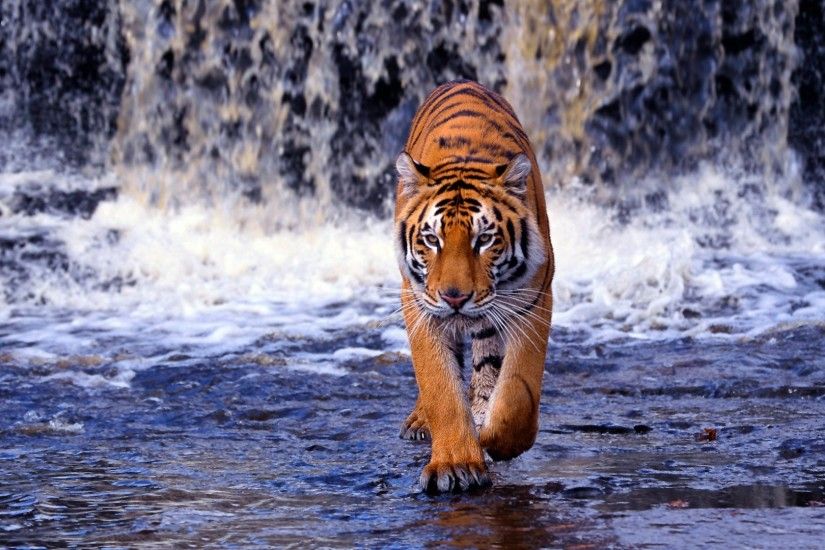 0 Tiger Backgrounds For Computer Group Tiger HD Animal Wallpapers
