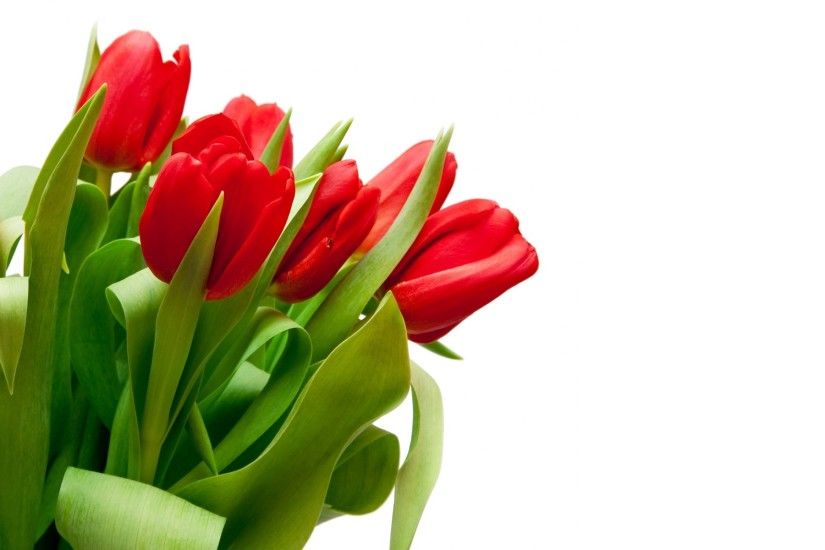 Red tulip flowers desktop wallpaper