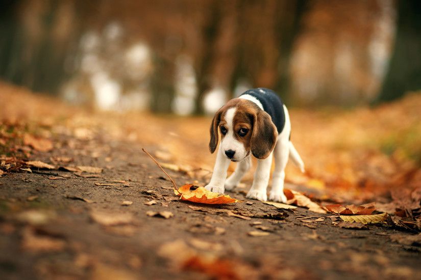 Animal - Beagle Dog Fall Sad Bokeh Leaf Puppy Blur Wallpaper