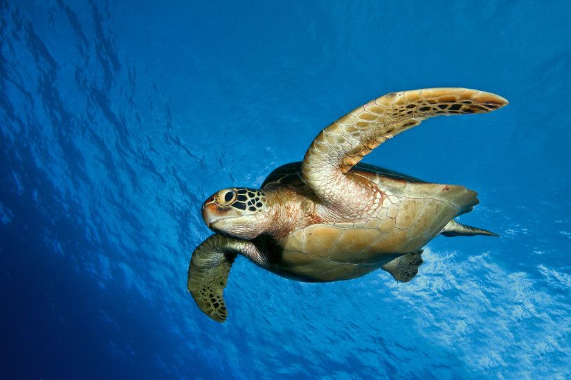 Wonderful-Sea-Turtle-Wallpaper-HD
