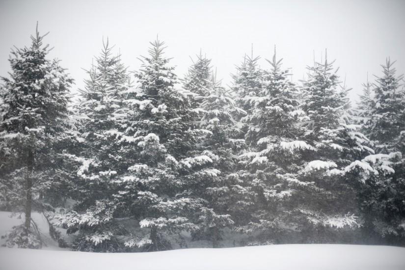 row of pine trees covered in falling snow