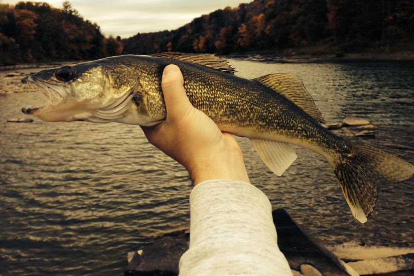 FreshwaterUpstate NY Fall Fishing (Walleye) [FW] ...