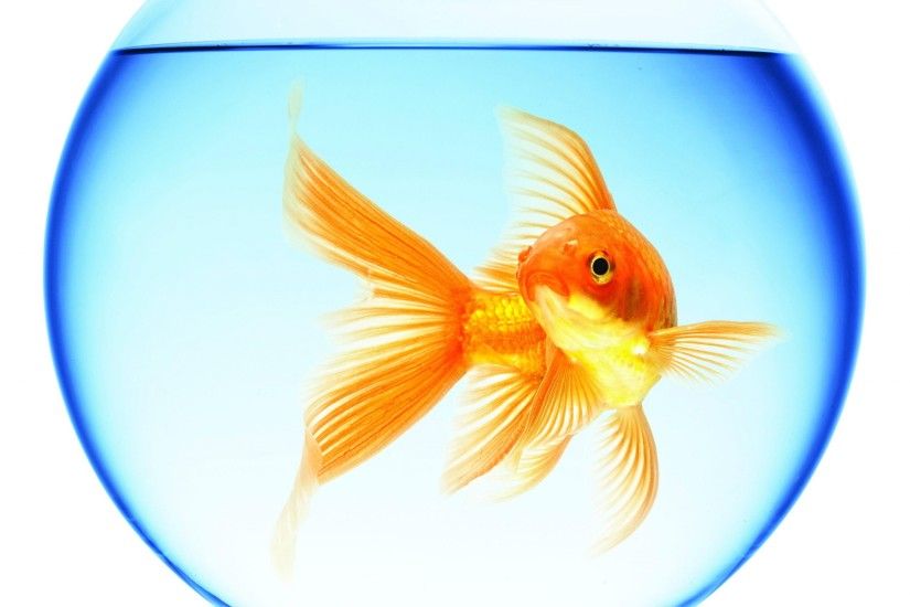 goldfish swimming aquarium round water reflection white background wallpaper