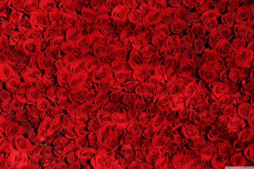 roses background 2880x1800 for mac