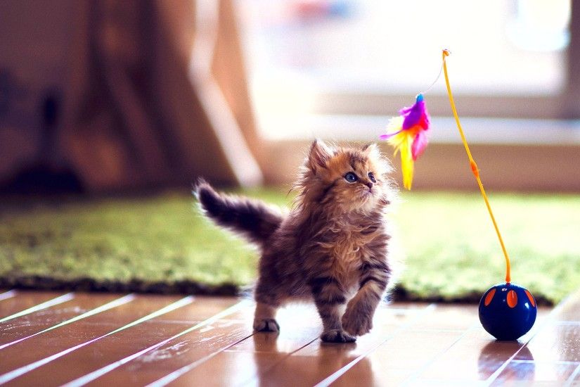 Kitten Playing-Cute Cats Wallpaper