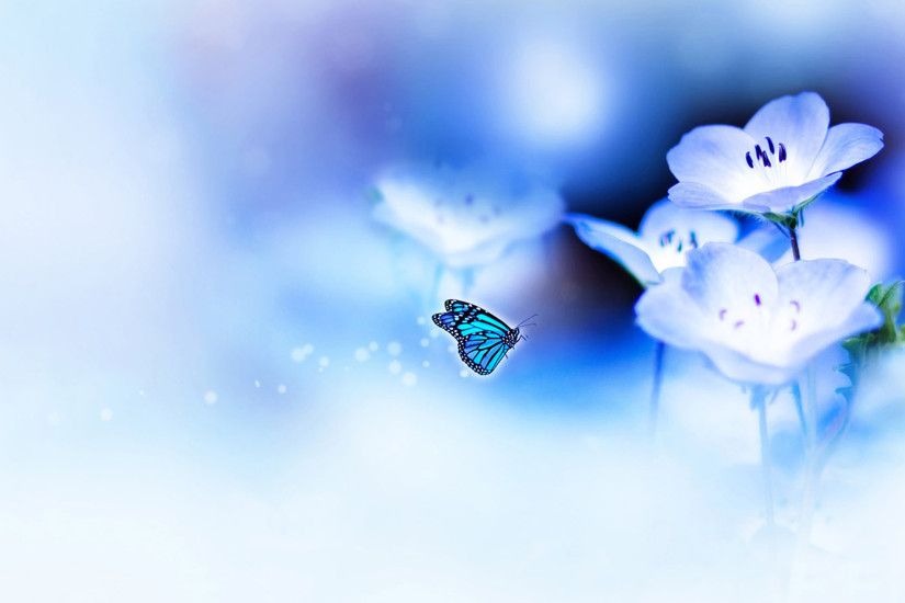 Blue flowers and butterflies Wallpapers HD