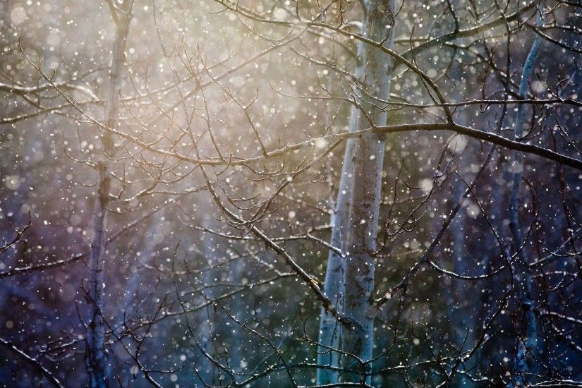 Snowing over the trees wallpaper 1920x1200 jpg