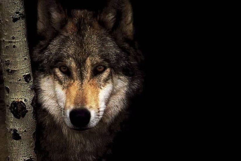 ATTRACTIVE STUNNING WOLF FACE DARK WILD ANIMALS HD QUALITY DESKTOP  BACKGROUND WALLPAPER (1080p) -