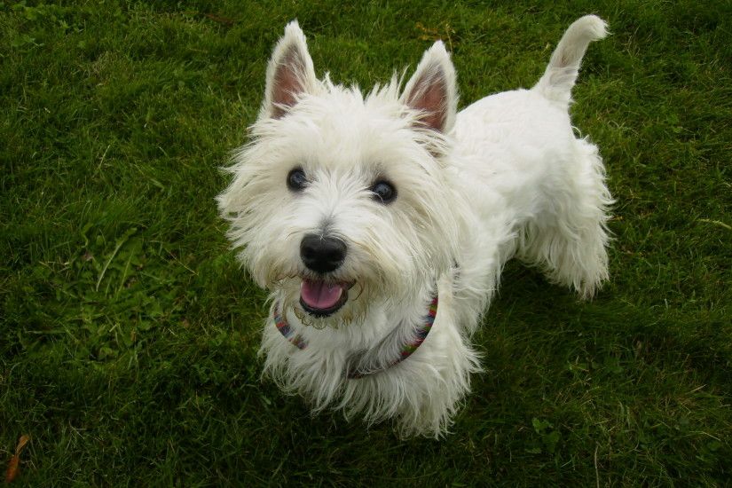 High Resolution Wallpaper | West Highland White Terrier 2560x1920 px