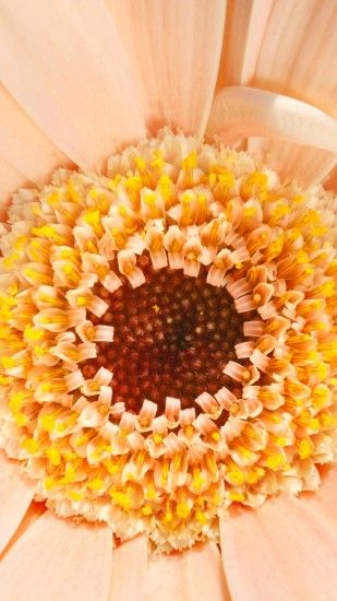 1350x2400 Wallpaper gerbera, daisy, flower