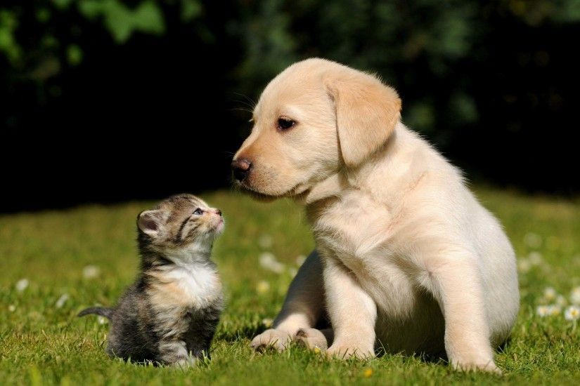 cute-dog-and-cat-sitting-wallpaper