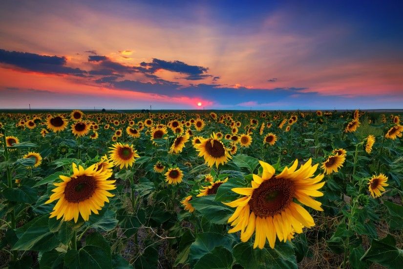 #1531600, sunflower category - Pictures for Desktop: sunflower image