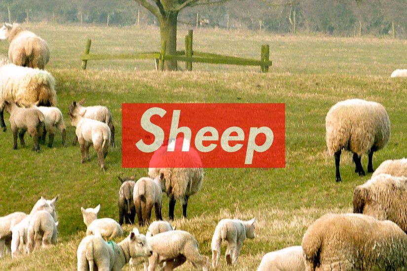 Sheep Sheepreme Wallpaper #supreme #bape #sheep #hypebeast