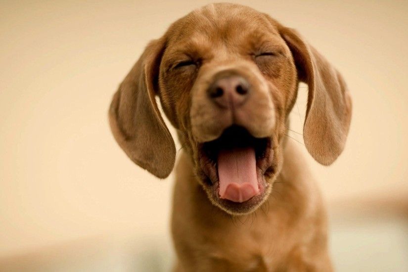 funny-puppy-wallpapers-A1