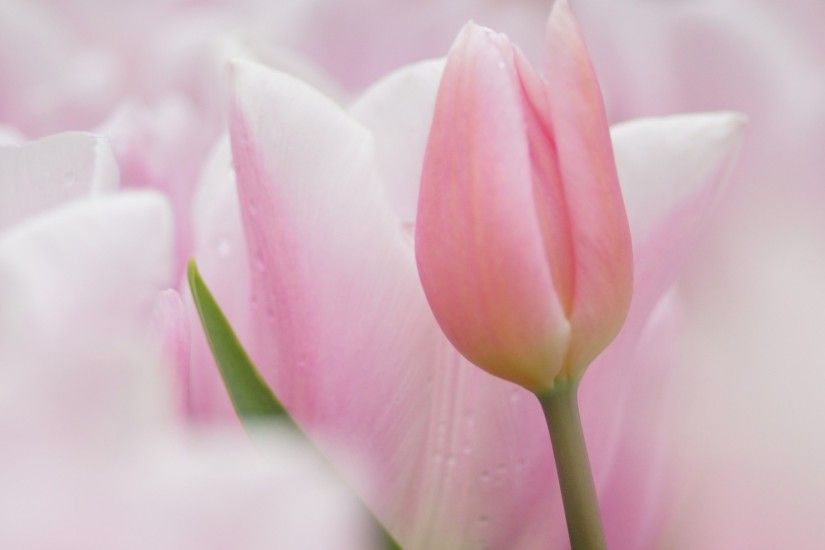 Cute Pink Tulip Images & Wallpapers Cristina Lyard