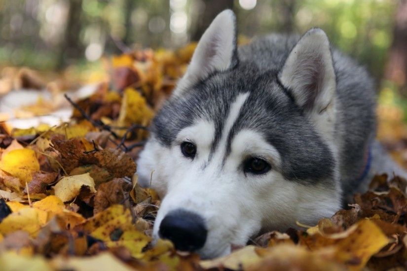 Download Autumn Animals Images Wallpaper 1920x1200 | Full HD .