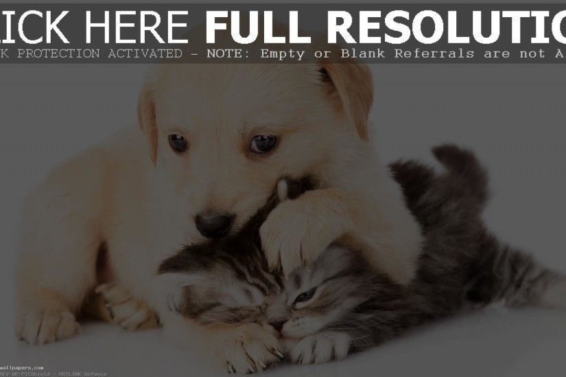 ... Kittens And Puppies Wallpapers 3D 4K wallpaper for desktop Cute Kittens Puppies  image download