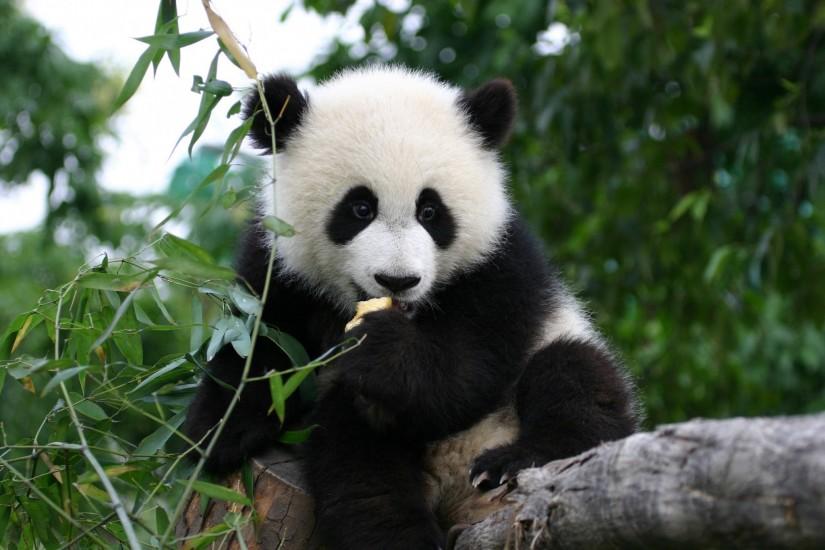panda desktop background pictures free