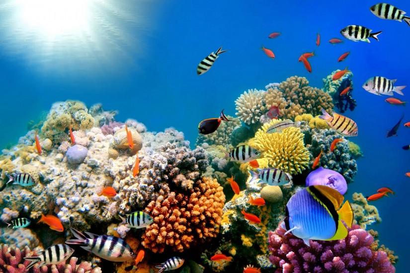 Coral Reefs Fish Background Wide or HD | Animals Wallpapers