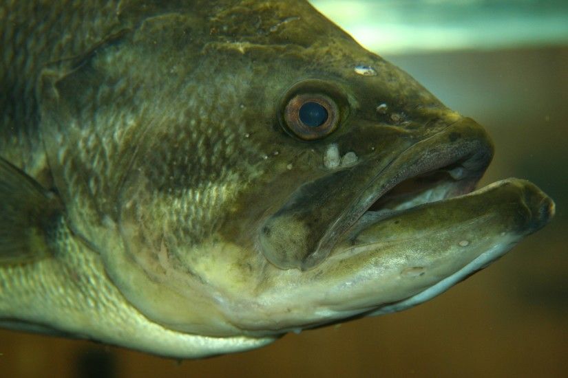 Largemouth bass - Wikipedia, the free encyclopedia