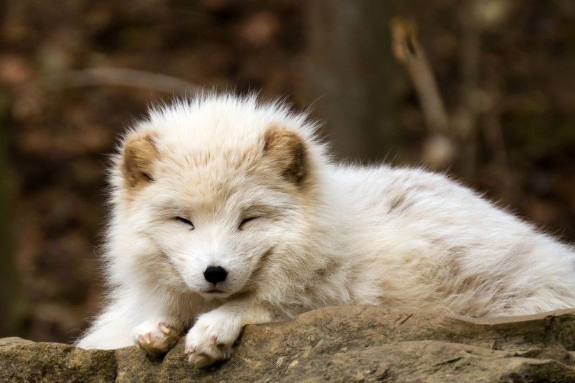 nature, Animals, Baby Animals, Fox, Arctic Fox Wallpapers HD .