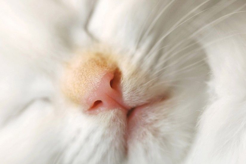 Pink nose white cat