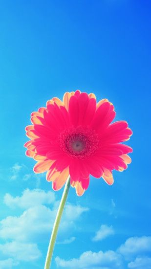 Pink Flower Blue Sky iPhone 6 Plus HD Wallpaper ...