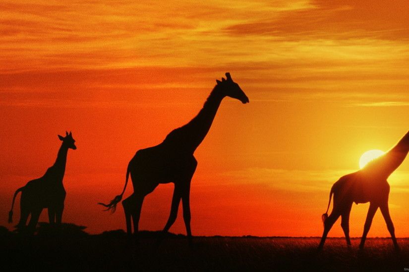Animal - Giraffe Red Orange Sunset Animal Wallpaper