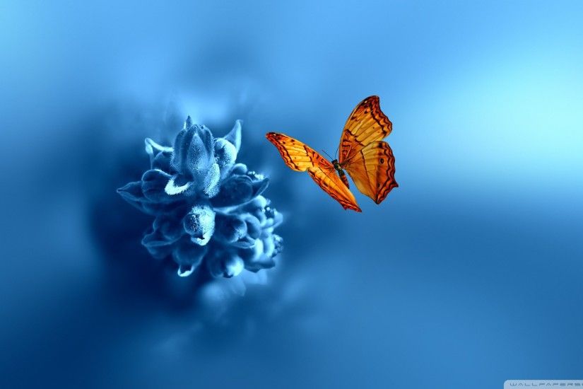 HD-Butterfly-Wallpaper.jpg (2048Ã1152) | butterfly | Pinterest | Wallpaper,  Hd wallpaper and Wallpaper desktop