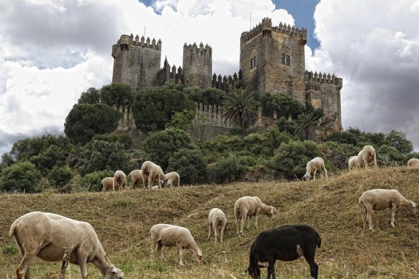 Preview wallpaper castle, spain, sheep, andalusia, cordoba, almodovar castle,  the