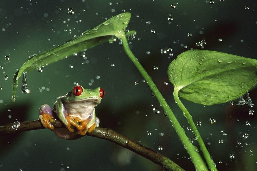 3D Funny Frog Wallpaper | HD 3D and Abstract Wallpaper Free Download ...