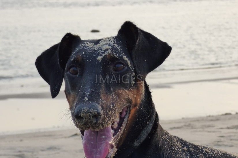 Doberman, Dog, Beach, Fun, Pet, Sand