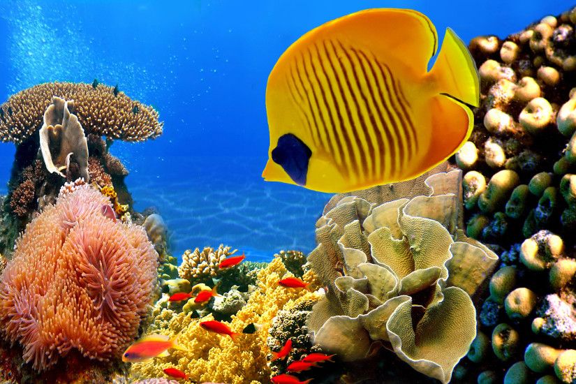 Tropical Fish Coral Reef Wallpapers