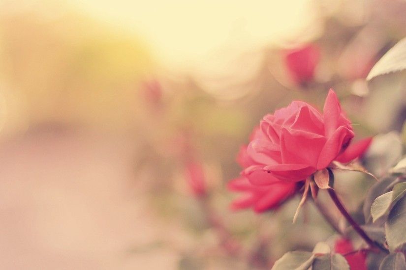 ... Desktop Backgrounds Â· 32 Beautiful Cute Roses Wallpapers For Phone -  7te.org ...