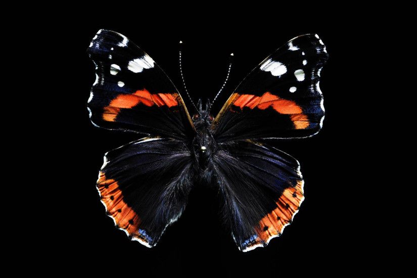Black butterfly on black background
