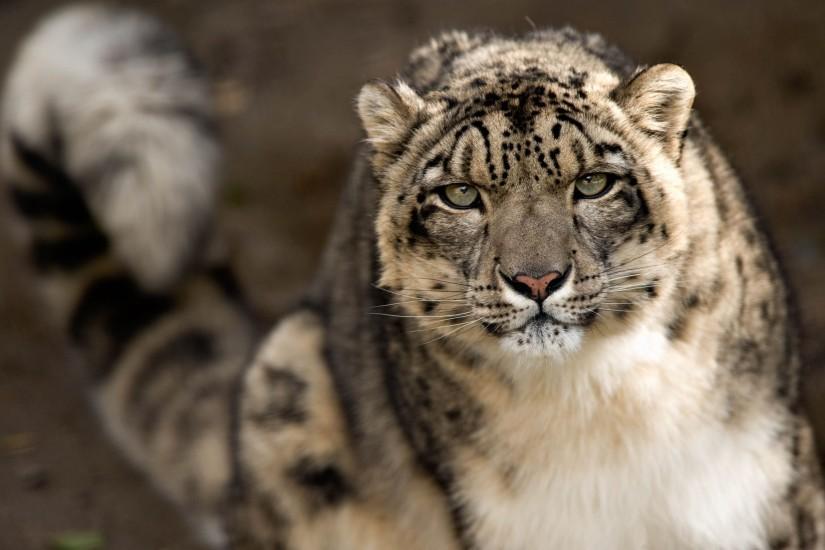 Snow Leopard High Resolution Wallpapers