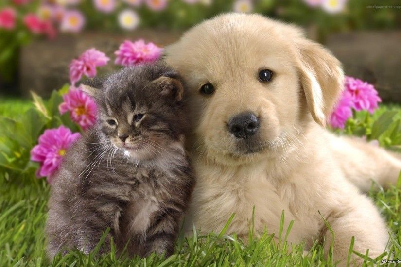 Cat and Dog Baby Animals Friendship Wallpaper.Download High Definition  wallpaper of Cute Baby Animals