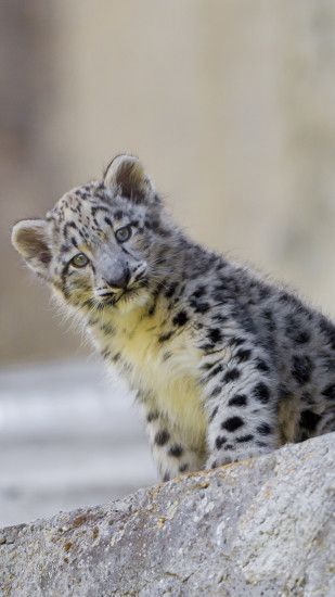 ... Snow leopard iPhone Wallpaper - iPhone Background Wallpapers HD ...