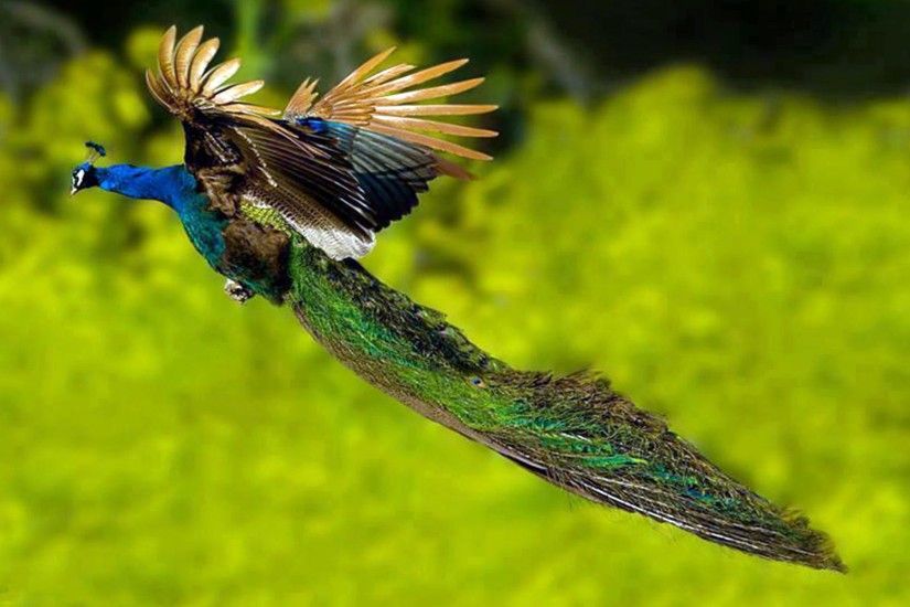 peacock-flying-bird-wallpaper-6