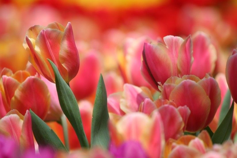 1920x1080 Wallpaper red, tulip, pink, many