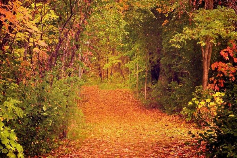 Trees Forest Path Trail Autumn Leaves Nature Leaf Landscape Tree Fall  Wallpapers Mobile HD