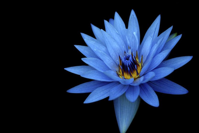 Sony Xperia Z Stock Blue Flower