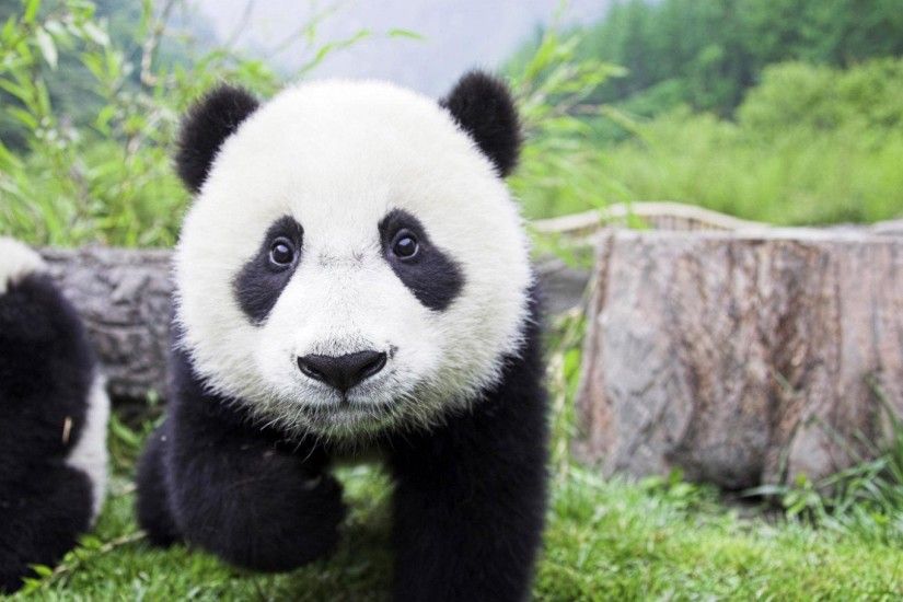 Panda baby cute
