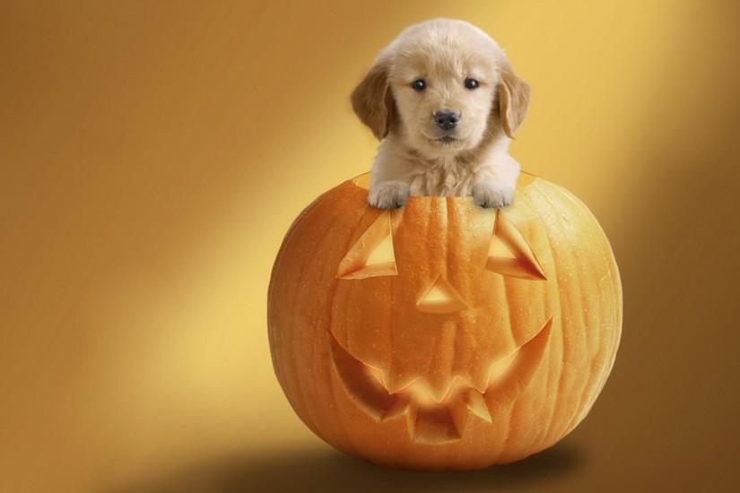 halloween holiday dog pumpkin background