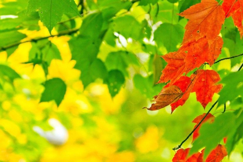 Nature Autumn Leaves Sunlight Macro Depth Field Desktop Background Images