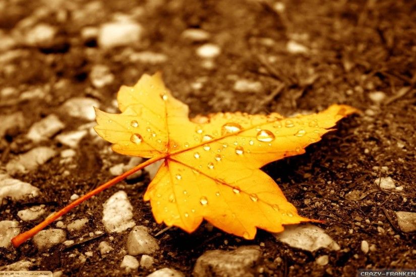 Falling Autumn Leaves Wallpaper download Fall HD