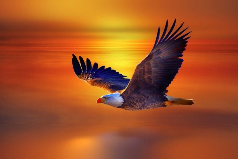 Eagle, Flying, Widescreen, High, Definition, Desktop, Wallpaper, Background,  Images, Free, Widescreen, High Resolution, Abstract, 2560Ã1600 Wallpaper HD